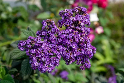 Flowers That Mean Love