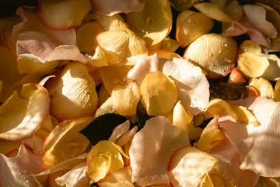 How to Dry Rose Petals