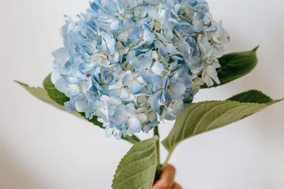 Hydrangea Flower Meaning