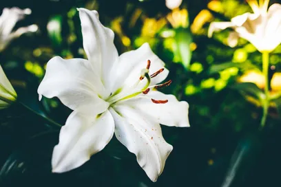 Lily Meaning and Symbolism