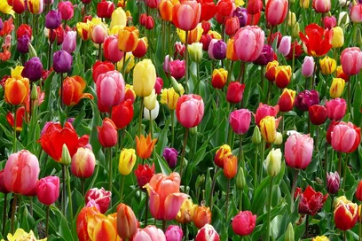 Tulip flower meaning