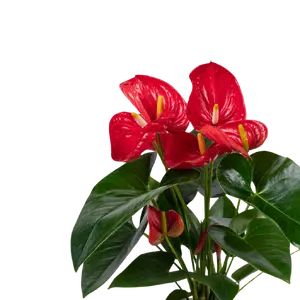 Anthuriums