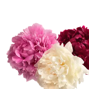 Carnations