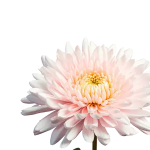 Chrysanthemums