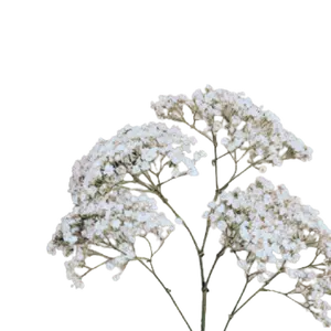 Gypsophilas