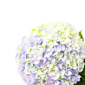 Hydrangea