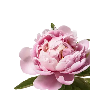 Peony