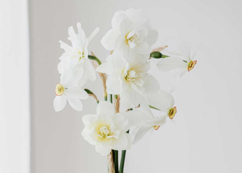 Daffodil (Narcissus)