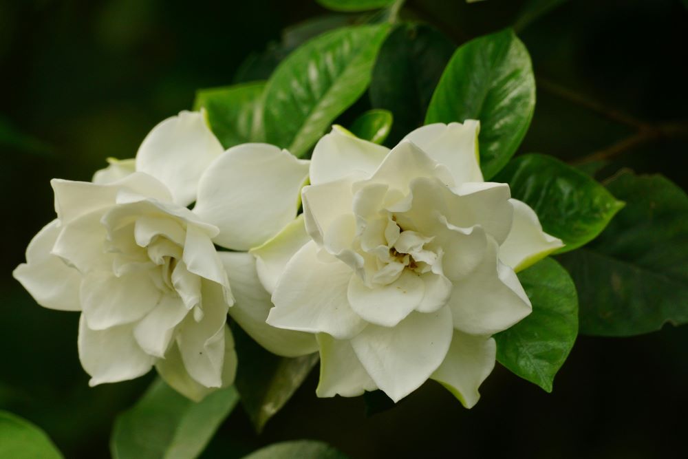 Gardenias