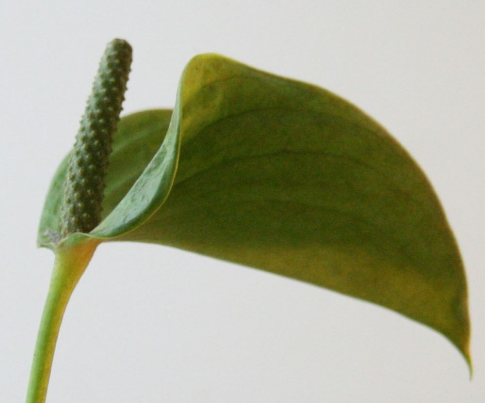 Green Anthurium