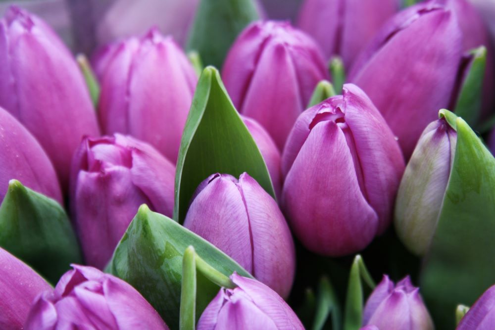 Lavender tulips
