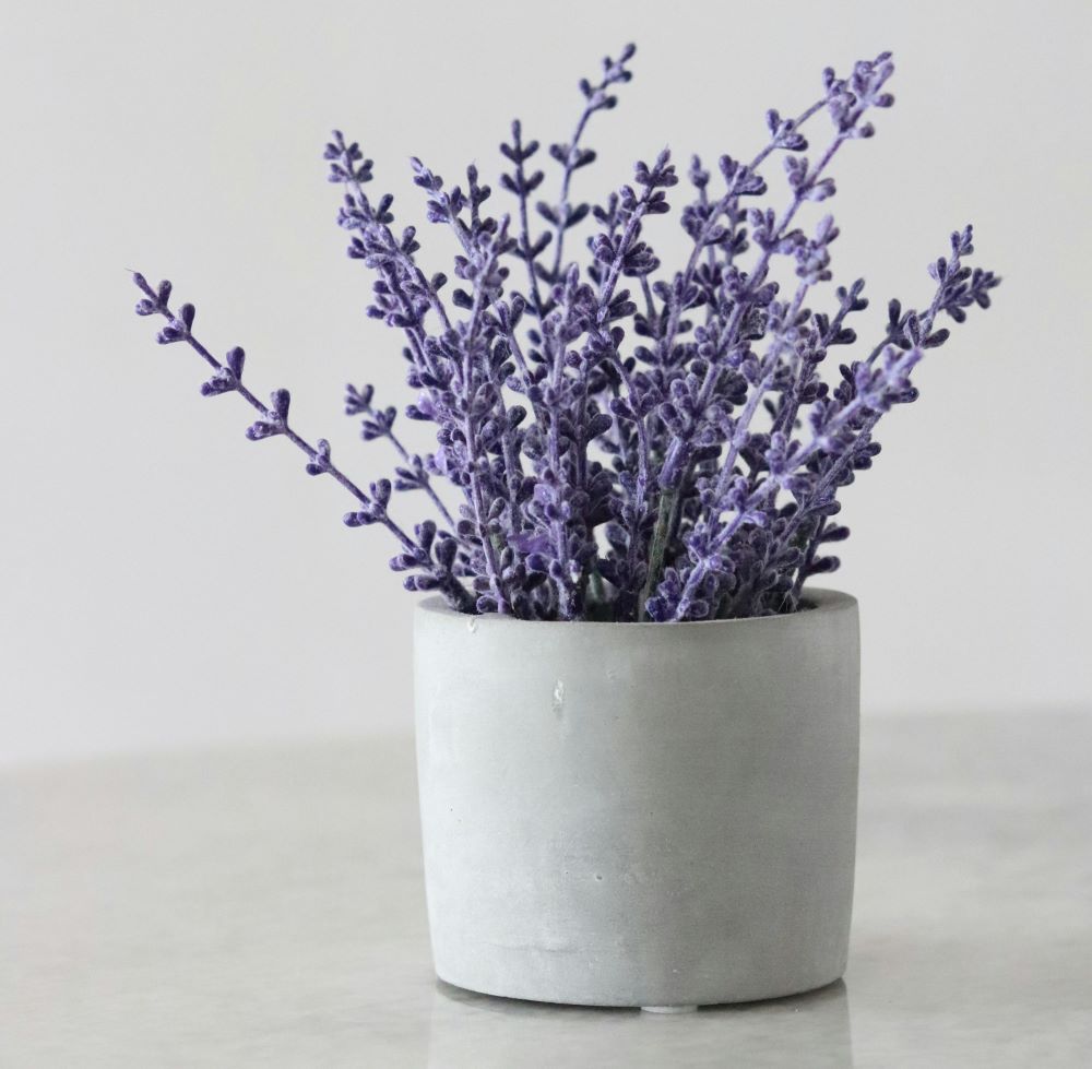 Lavender (Lavandula)