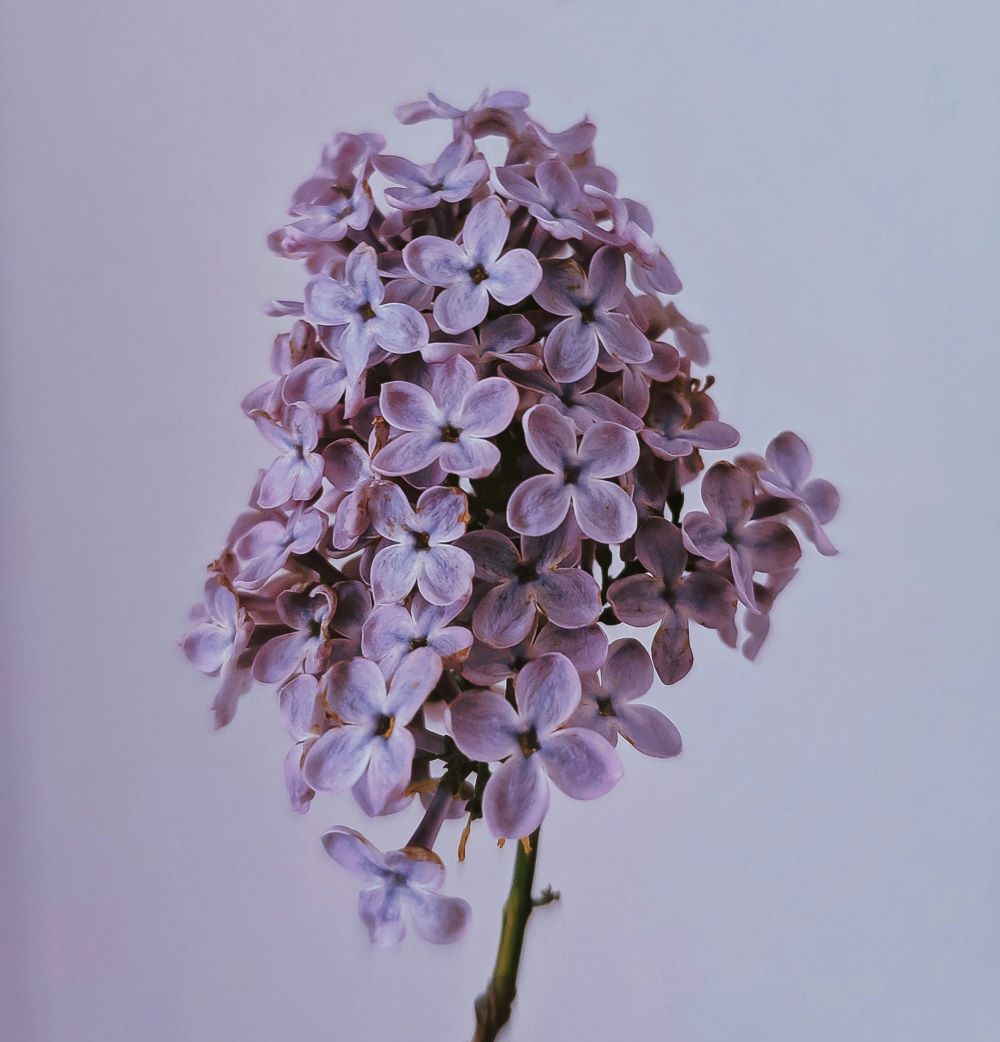 Lilac