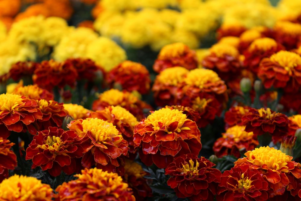 Marigolds