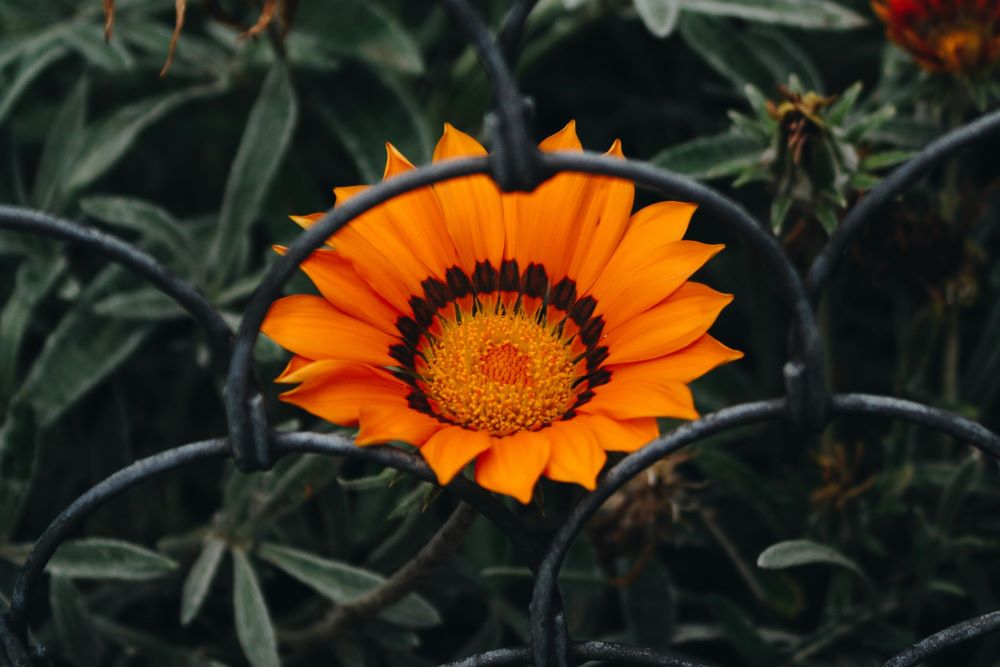 Orange Sunflower
