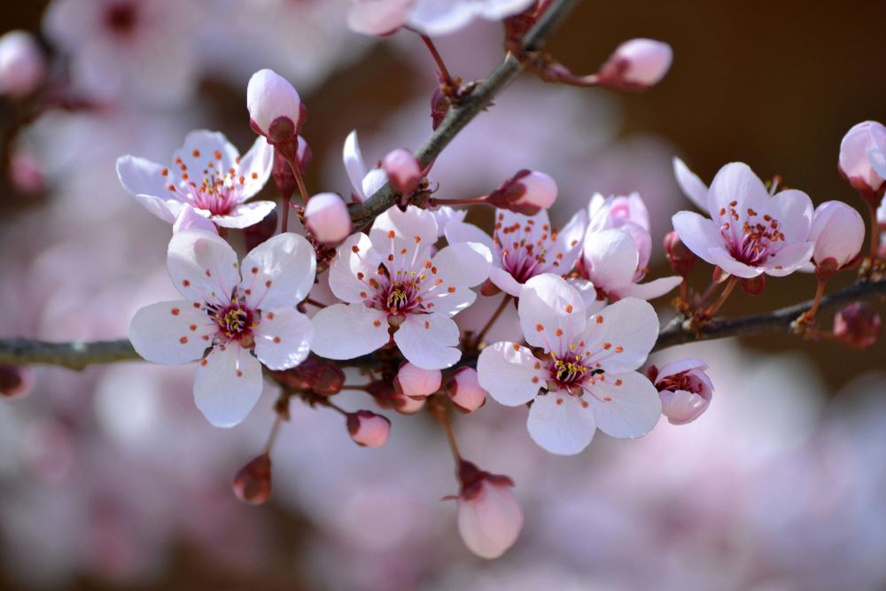 Plum Blossoms