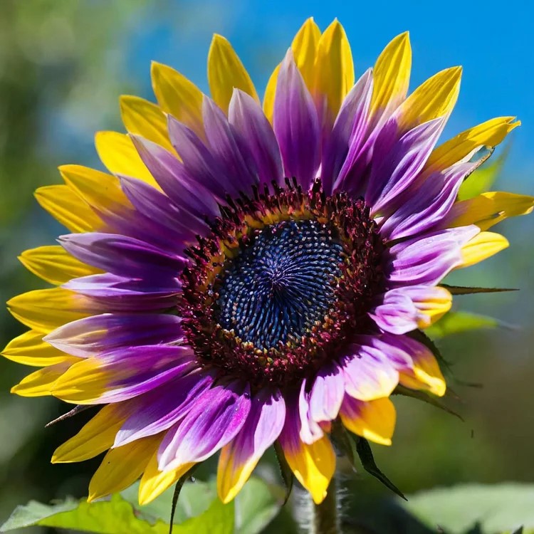 Purple Sunflower