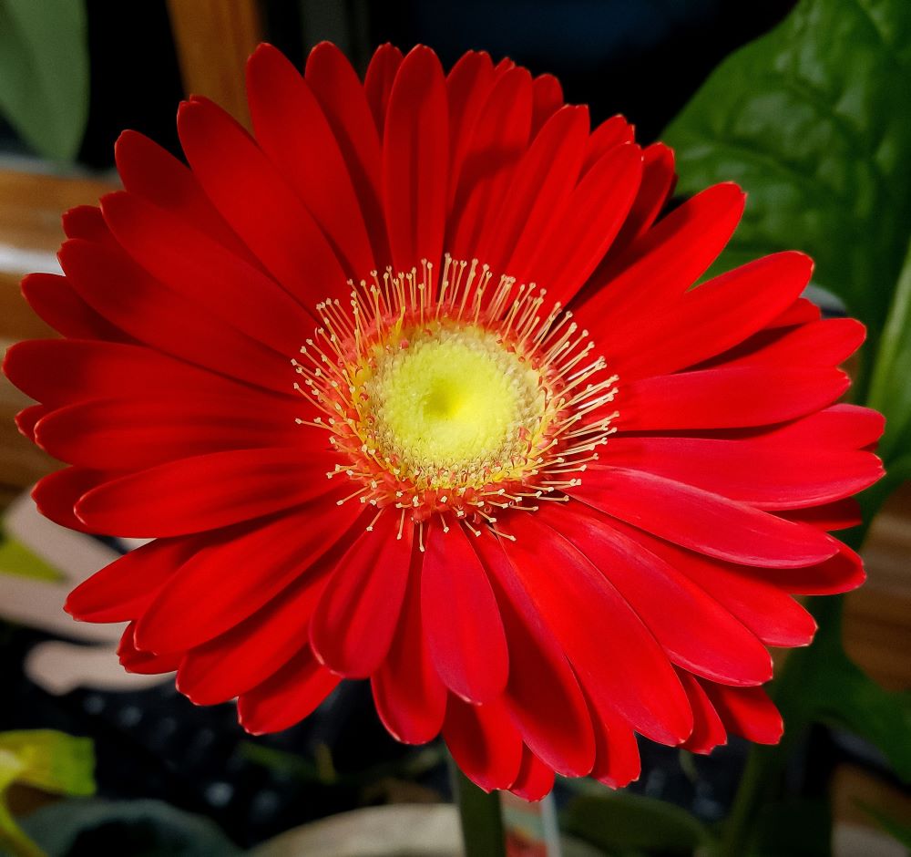 Red aster
