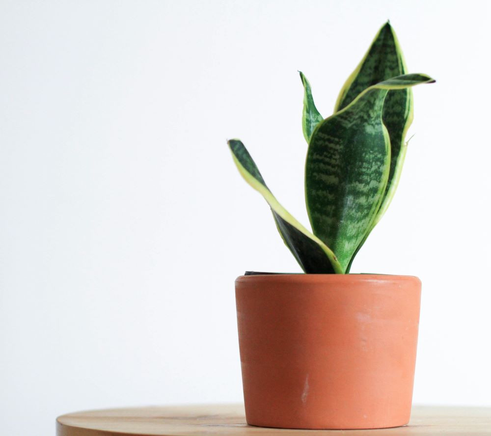 Snake Plant (Dracaena trifasciata Plant)