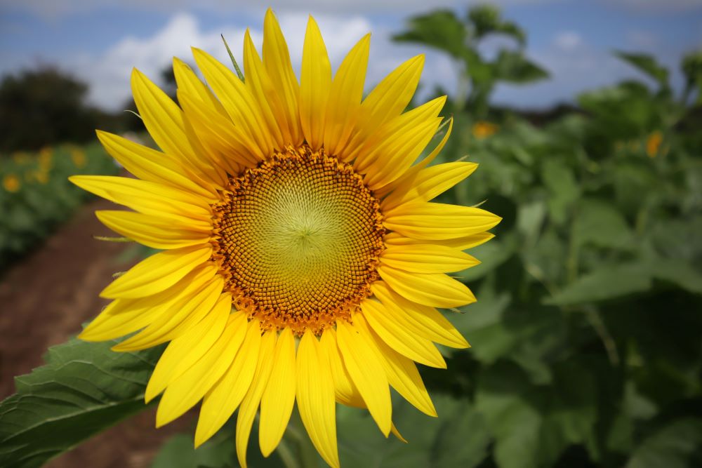 Yellow Sunflower