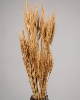 ترتيب مزهرية من القمح الجاف