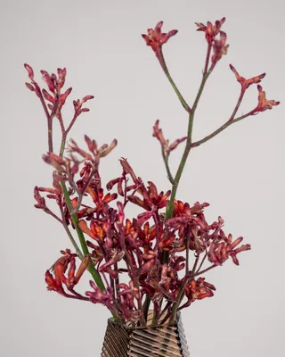 Цветы с вазой Kangaroo Paws