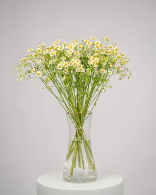 Monobouquet vase arrangement Calming Chamomile delivery in Dubai