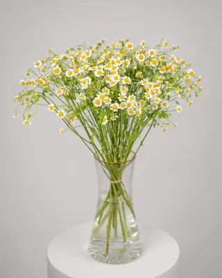 Monobouquet vase arrangement Calming Chamomile