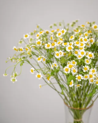 Monobouquet vase arrangement Calming Chamomile