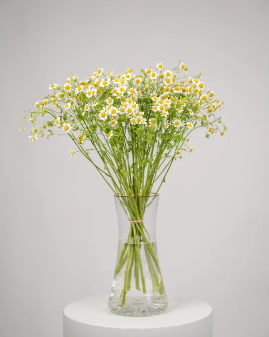 Monobouquet vase arrangement Calming Chamomile