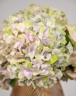 Hydrangea Vase arrangement Cozy Haven