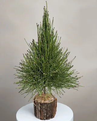 Christmas tree Pine Whisper delivery in Dubai