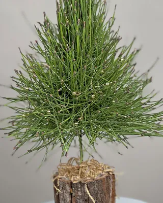 Christmas tree Pine Whisper