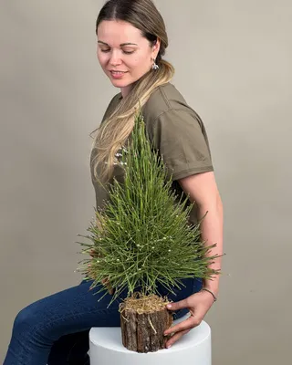 Christmas tree Pine Whisper