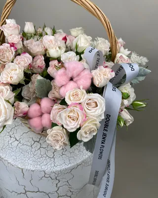 ترتيب السلة سحر الخجل الخجول