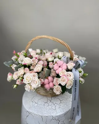 ترتيب السلة سحر الخجل الخجول