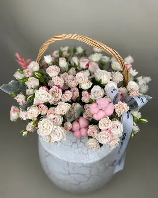 ترتيب السلة سحر الخجل الخجول