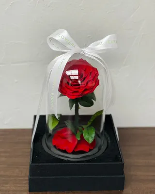 وردة اللانهاية الحمراء الفردية التسليم في دبي