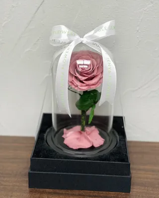 وردة اللانهاية الفردية بلون الباودر الوردي التسليم في دبي