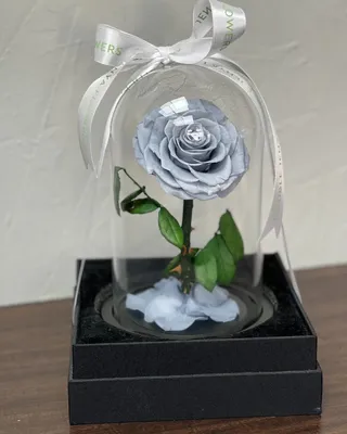 وردة اللانهاية الفردية بلون الباودر الأزرق التسليم في دبي