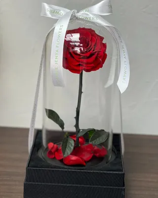 وردة اللانهاية الفردية الكبيرة الحمراء التسليم في دبي