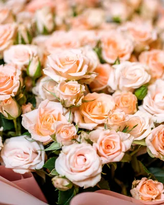 Кустовые розы Sweet Sara’s beauty