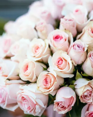 Rose bouquets Pastel dream
