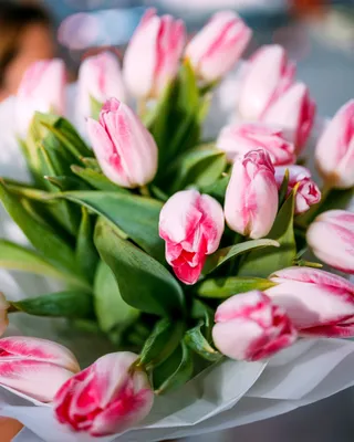 Monobouquets Fresh air