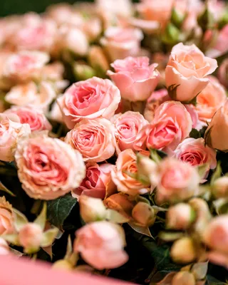 Spray roses Prideful