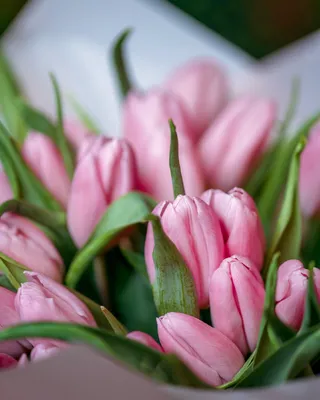 Monobouquets Tulips with love