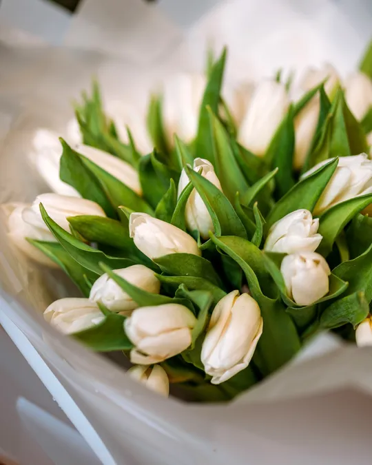 Monobouquet White embrace