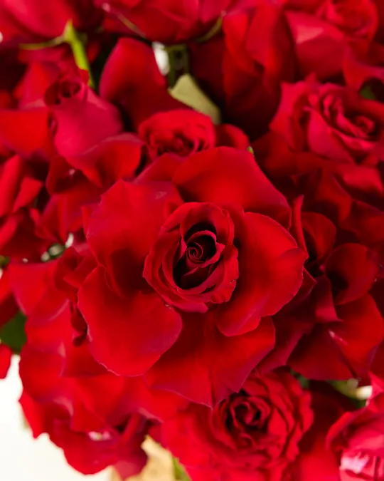 تشكيلة سلة الألعاب النارية