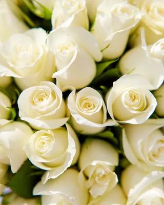 Rose bouquet White classics