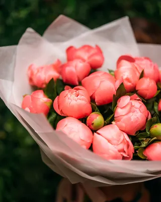 باقة الفاوانيا بيوني كورال ساحرة